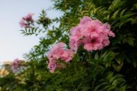 Kaboompics - Pink Oleander Flowers Against Blue Sky