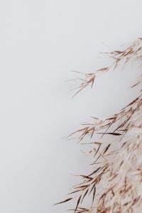 Kaboompics - Vertical Pampas Grass Border on a Pale Background with Copy Space