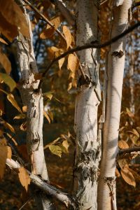 Kaboompics - Golden Autumn Leaves and Pale Birch Trunks, City Park Fall Foliage Background for Nature and Seasonal Editorials