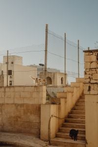 Kaboompics - Cats Resting in a Malta Street