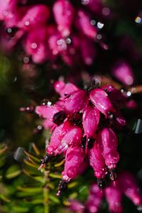 Kaboompics - Water-Dappled Pink Heather Flowers with Circular Bokeh, Vertical Spring Floral Background