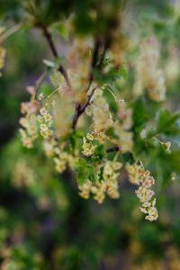 Tree Leaves Close-Ups and Natural Foliage Backgrounds