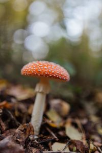 Kaboompics - Toadstool growing in the forest