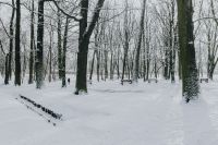 Kaboompics - Snow-Covered Park with Red Benches and Leafless Trees