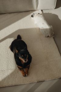 Kaboompics - Two Dogs on Carpet in Front of a Modern Beige Sofa