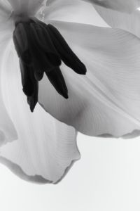 Kaboompics - Light Through Petals Abstract Monochrome Floral Background