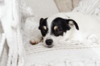Kaboompics - Small Black and White Dog Resting on a Textured White Blanket, Close-Up Pet Portrait