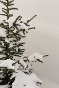 Kaboompics - Snow-Covered Fir Tree Branches Against a White Wall