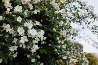 Kaboompics - Close-Up of White Flower Clusters with Soft Garden Background