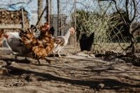 Kaboompics - Farm chicken eating seeds