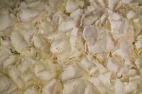 Kaboompics - Ivory Flower Petals Macro in a Dense White Floral Cluster