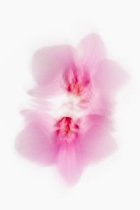 Kaboompics - Vertical Soft Pink Orchid Abstract Blur