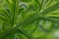 Kaboompics - Tropical Alocasia Leaf Detail