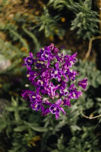Beautiful dark purple wild Aquilegia vulgaris flowers