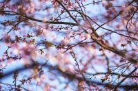 Kaboompics - Pink Spring Blossoms on Diagonal Branch with Airy Sky Background