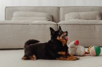 Kaboompics - Small Dog Lying Beside a Stuffed Toy and Colorful Ball