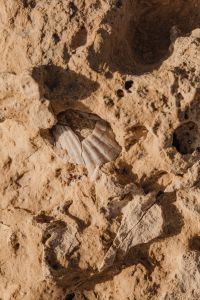Kaboompics - Eroded Stone with Shell Embedded in a Pitted Surface
