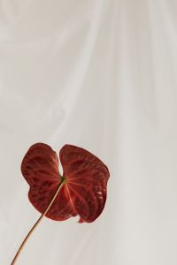 Kaboompics - Deep Red Anthurium Petal Close-Up on White Fabric Background