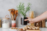 Kaboompics - Rosemary in a pot