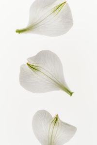 Kaboompics - Close-Up of Three Veined White Petals Arranged Vertically on a Bright Background