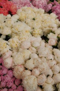 Kaboompics - Blush and Ivory Peony Blooms in a Flower Market Close Up