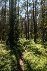 Whispers of the Woodland: Forest Paths, Ferns and Nature Textures