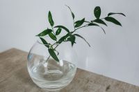 Kaboompics - Green Branches in a Clear Glass Vase on a Textured Surface, Minimal Botanical Home Decor