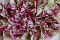 Kaboompics - Abstract Close-Up of Striped Carnation Blossoms