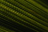 Kaboompics - Horizontal Palm Leaf Texture With Flowing Natural Lines