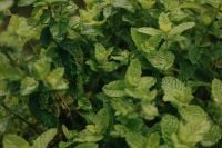 Kaboompics - Fresh Garden Mint Leaves