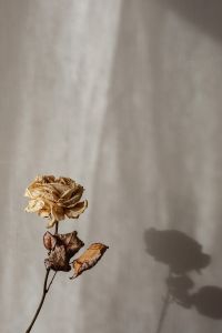 Kaboompics - Dried Rose and Brown Leaves Casting a Shadow on Beige