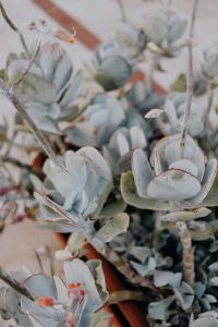 Kaboompics - Silver-Blue Succulent Leaves in Macro View