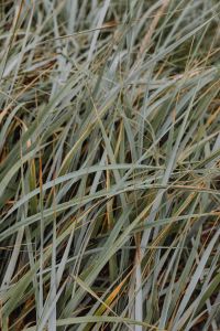 Kaboompics - Sea Grasses Blowing In Breeze - Backgrounds