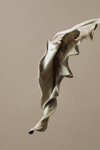 Kaboompics - Curled Dried Leaf On Beige Background