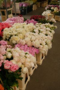 Kaboompics - Pink, White and Burgundy Peonies at the Flower Market