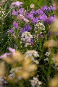 Kaboompics - Purple Wildflowers With Soft Foreground Blur