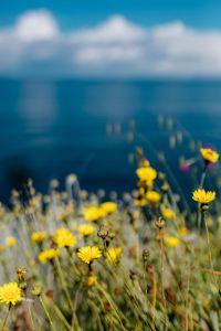 Kaboompics - Soft Focus Yellow Wildflowers against a Blue Sea Background