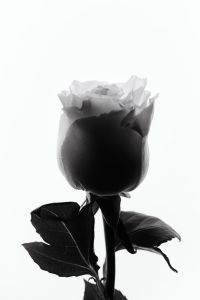 Kaboompics - Rose Backlit Black And White Botanical Minimal Aesthetic