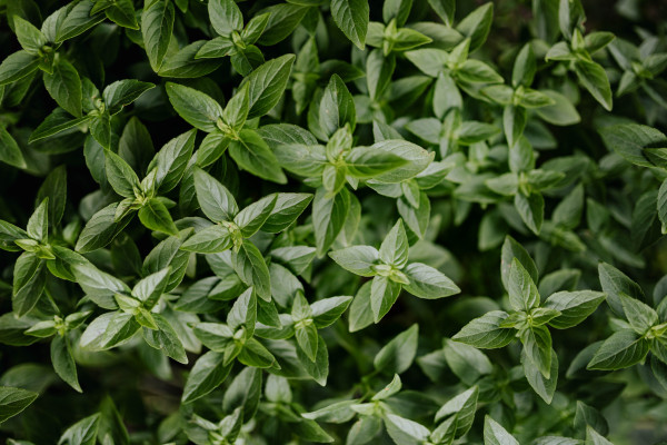 Fresh Mint Leaves Filling the Frame for Herb Garden and Recipe ...