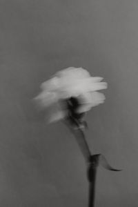 Kaboompics - Black and White Blurred White Flower