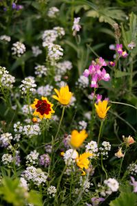 Kaboompics - Yellow and Red Flowers in Wildflower Meadow