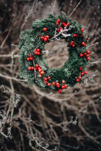 Fresh Holly Berry Christmas Wreaths in an Outdoor Winter Setting