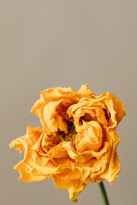 Kaboompics - Dried Orange Rose Portrait On Beige