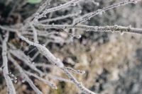 Kaboompics - Icy Frost Crystals along Thin Bare Branches, Soft Winter Nature Background