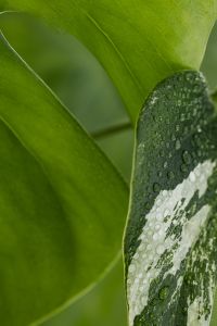 Monstera Variegata, Alocasia and Palm Leaf Close-Up Backgrounds