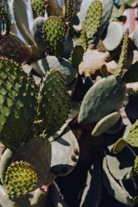 Kaboompics - Cluster of Green Opuntia Cactus Pads and New Prickly Pear Buds, Vertical Garden Photo
