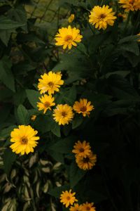 Kaboompics - Yellow Daisy Flowers in Bloom Against Deep Green Foliage