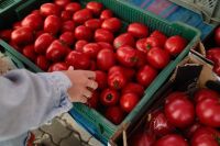 Kaboompics - Hand Selecting Fresh Tomatoes at a Farmers Market
