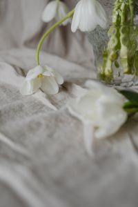 Kaboompics - Low Hanging White Tulip with Blurred Flower Foreground and Glass Vase