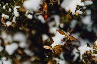 Kaboompics - Boxwood covered with fresh snow